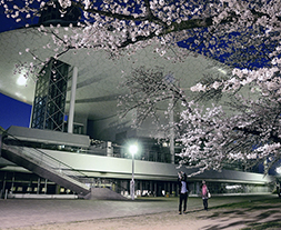 桐生の夜桜