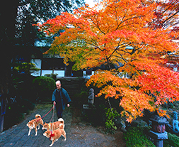 愛犬散歩