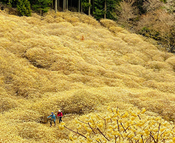 屋敷山ミツマタ群生地