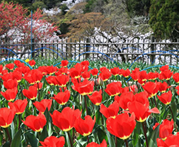 吾妻公園