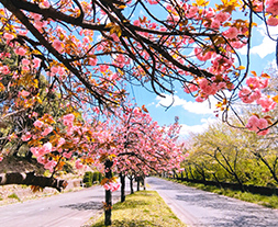 南公園八重桜