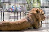 78. 桐生が岡動物園