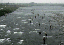 渡良瀬川のアユ釣り解禁