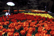 ��Ȍ����̃`���[���b�v